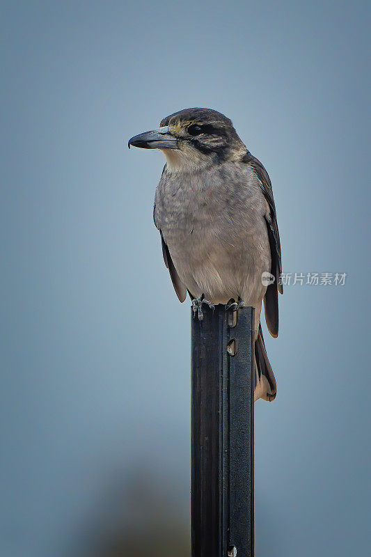 伯劳鸟(Cracticus torquatus)